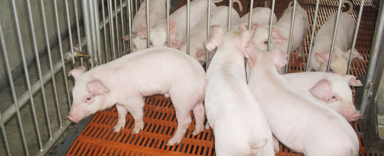 養(yǎng)殖基地建設(shè)